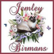 Birman Kittens Available Soon