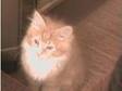 Half Persian Kitten 11 Weeks Old. HIN IM SELLING MY....