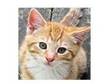 Pure Mainecoon Kittens,  With Pedigree Certificates,  A....
