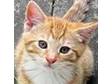ginger & white mainecoon kitten @ a cheap asking price.....