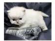 Pure White Long Haired Mainecoon Kittens With Pedigree....