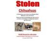 Stolen Chihuahua s - PLEASE help me. STOLEN: 3....