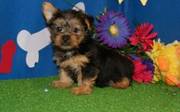 Tea-cup yorkshire terrier puppies for sale
