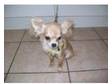 Chihuahua's due 25th Dec. CHIHUAHUA PEDIGREE PUPPIES Due....