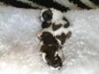Addorable Shihtzu Puppies for Sale. 8 Beautiful Shihtzu....