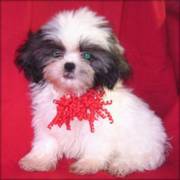 Black and White Shih Tzu Puppies for sale