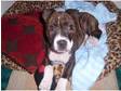 Staffordshire Bull Terrier Puppy Male
