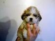 lhasa apso puppys for sale. beautiful lhasa apso puppys....