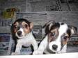 TWO SMALL 8week old jack russell puppies,  ready to leave....