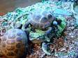 2 Tortoises for Sale with Vivarium. Reluctant Sale as....