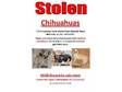 STOLEN CHIHUAHUAS PLEASE HELP could be anywhere in the....